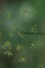 Pimpinella major