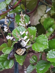 Bombus pensylvanicus