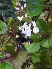 Bombus pensylvanicus