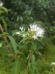 Virectaria multiflora