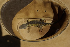 Pseudocordylus melanotus