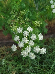 Conium maculatum