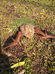 Lasiurus blossevillii