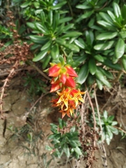 Echeveria bicolor