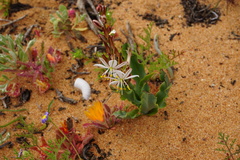 Chlorophytum graminifolium