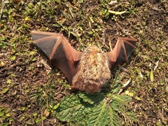 Lasiurus blossevillii