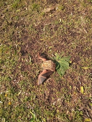 Lasiurus blossevillii