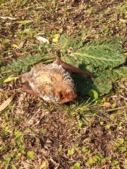 Lasiurus blossevillii