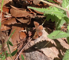 Calephelis arizonensis