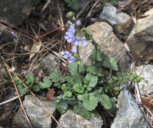 Tokai Summer Sage (Salvia isensis)