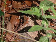 Calephelis arizonensis