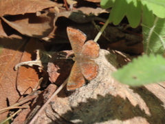 Calephelis arizonensis