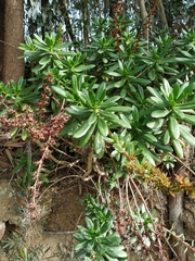 Echeveria bicolor