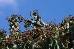 Tauraco porphyreolophus