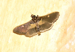 Apilocrocis brumalis