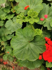 Pelargonium × hybridum