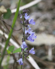 Salvia isensis