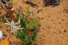 Chlorophytum graminifolium