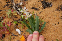 Chlorophytum graminifolium