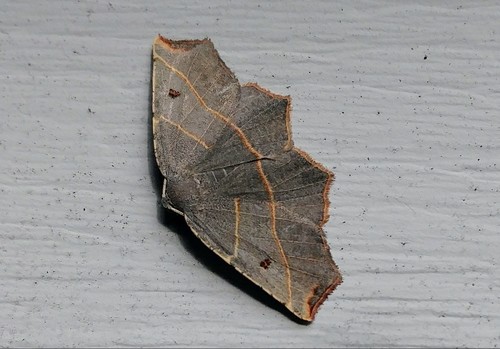 Pale Metanema Moth