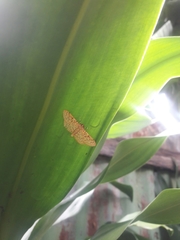 Polygrammodes eleuata