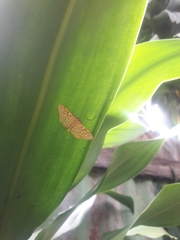 Polygrammodes eleuata