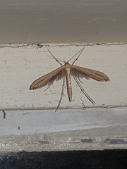 Hellinsia lienigianus