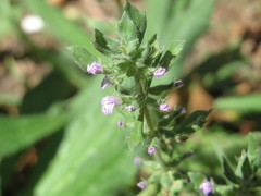 Clinopodium acinos