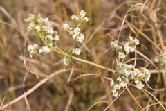 Galium semiamictum