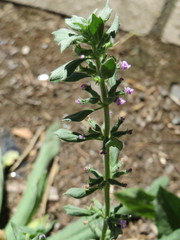 Clinopodium acinos