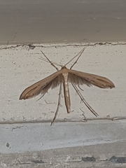 Hellinsia lienigianus