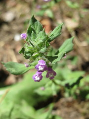 Clinopodium acinos