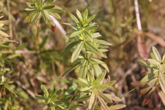 Galium semiamictum