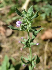 Clinopodium acinos