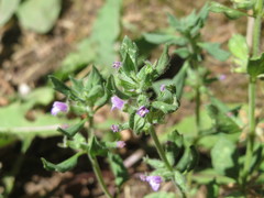 Clinopodium acinos