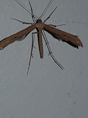 Hellinsia lienigianus