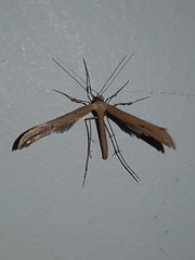 Hellinsia lienigianus