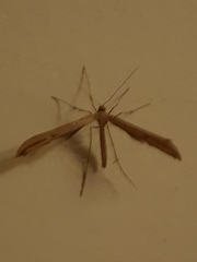 Hellinsia lienigianus