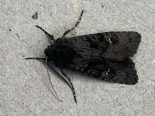 Black Rustic