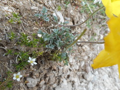 Papaver alpinum