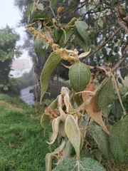 Croton