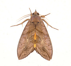 Eudocima serpentifera