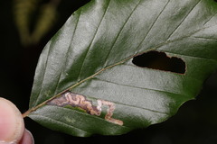 Stigmella hemargyrella