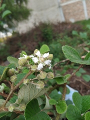 Rubus ellipticus