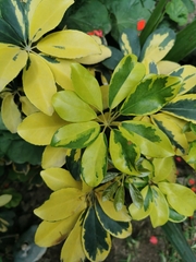 Heptapleurum arboricola