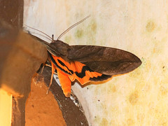 Eudocima serpentifera