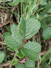 Rubus ellipticus