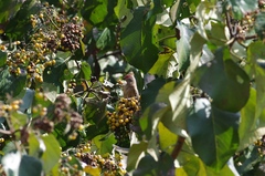 Urocolius indicus transvaalensis