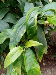 Magnoliopsida
