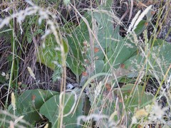 Trifolium glomeratum